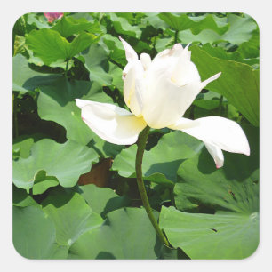 White Lotus Blume Quadratischer Aufkleber