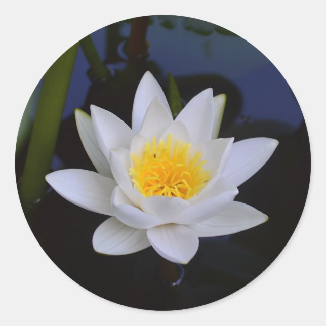 White Lotus Blume Runder Aufkleber (Vorderseite)