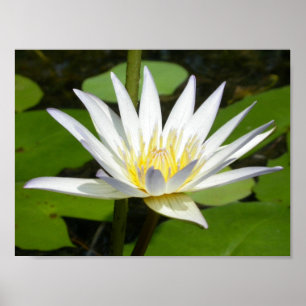 White Lotus Blumen Poster