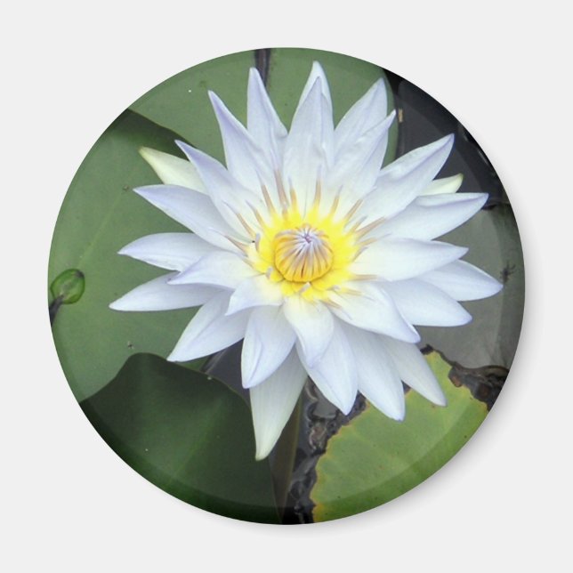 White Lotus Magnet (Vorne)