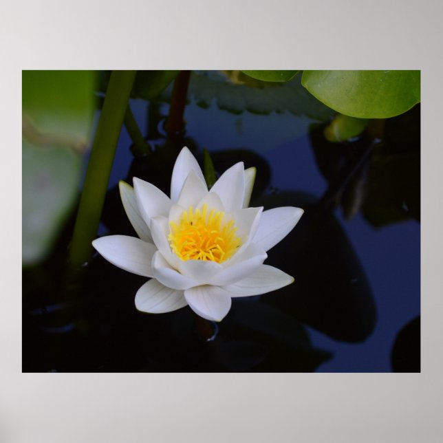 White Lotus Poster (Vorne)