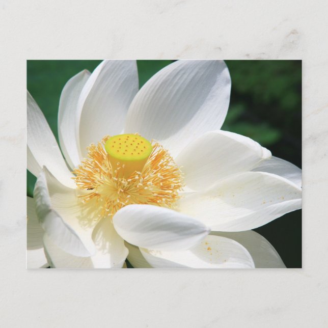 White Lotus Postkarte (Vorderseite)