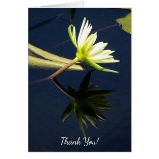 White Lotus Wasserlilie