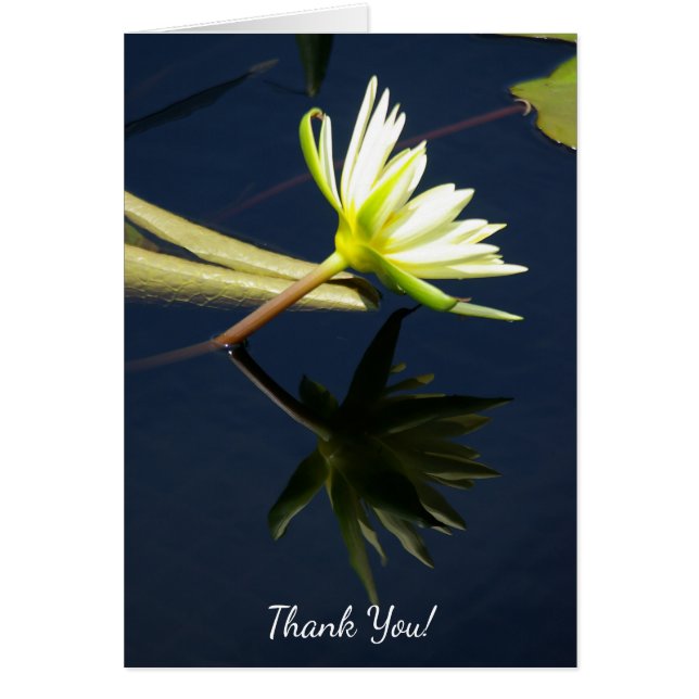 White Lotus Wasserlilie (Vorne)