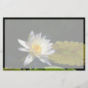 White Lotus Wasserlilie Blume