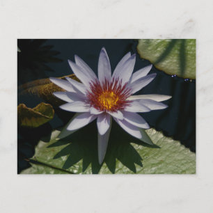White Lotus Wasserlilie Postcard Postkarte