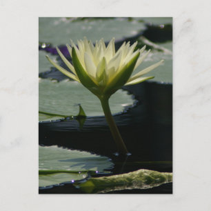 White Lotus Wasserlilie Postcard Postkarte