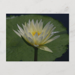 White Lotus Wasserlilie Postkarte
