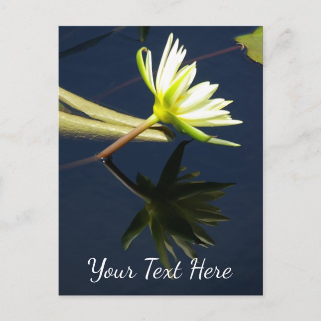 White Lotus Wasserlilie Postkarte (Vorderseite)