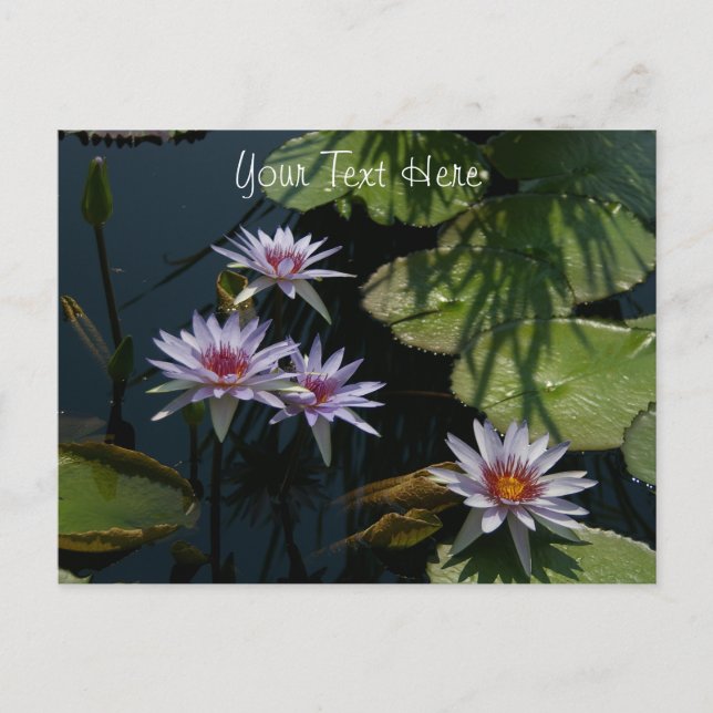 White Lotus Wasserlilien Postcard Postkarte (Vorderseite)