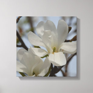 White Magnolia Blossom Canvas Print Leinwanddruck