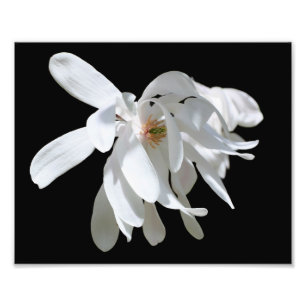 White Magnolia Blume Blossom Nah bis 8x10 Fotodruck