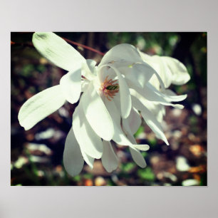 White Magnolia Blume Blossom Nah Poster