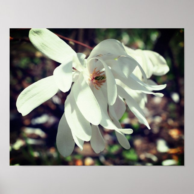 White Magnolia Blume Blossom Nah Poster (Vorne)