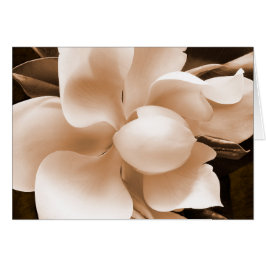 White Magnolia Blume Sepia Schwarzer Hintergrund