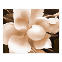 White Magnolia Blume Sepia Schwarzer Hintergrund