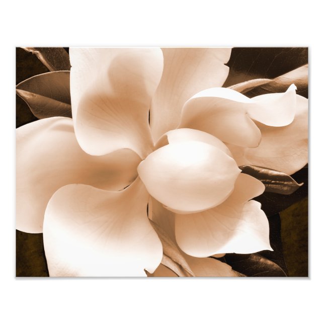 White Magnolia Blume Sepia Schwarzer Hintergrund Fotodruck (Vorne)