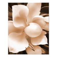 White Magnolia Blume Sepia Schwarzer Hintergrund