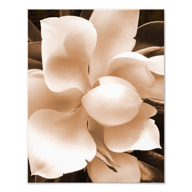 White Magnolia Blume Sepia Schwarzer Hintergrund Fotodruck (Vorne)