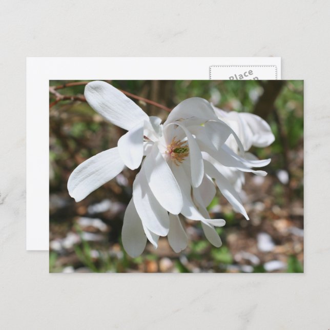 White Magnolia Flower Personalized Postkarte (Vorne/Hinten)