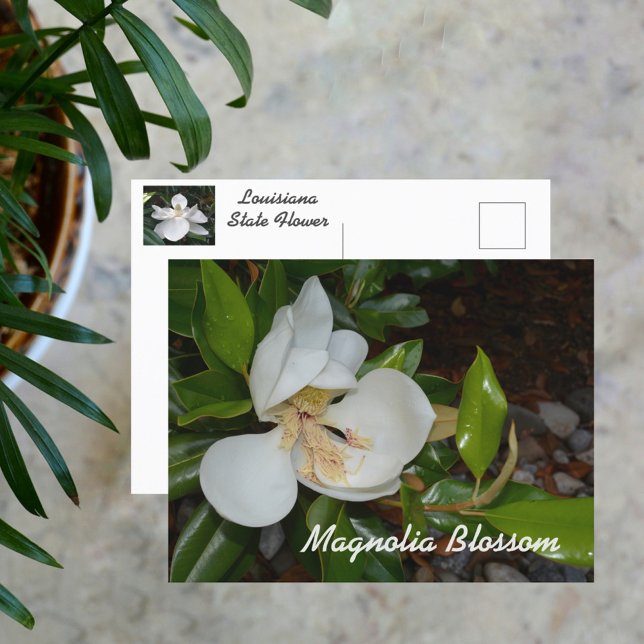 White Magnolia Louisiana Staat Blume Fotografie Postkarte (Von Creator hochgeladen)
