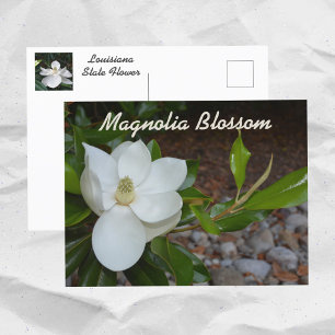 White Magnolia Louisiana Staat Blume Fotografie Postkarte