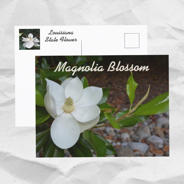 White Magnolia Louisiana Staat Blume Fotografie Postkarte (Von Creator hochgeladen)