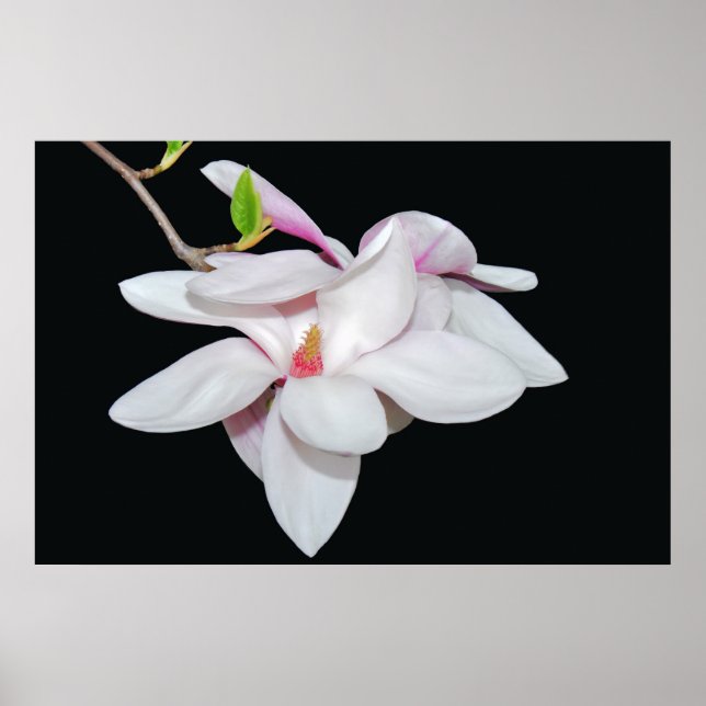 White Magnolia Poster (Vorne)