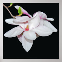 White Magnolia