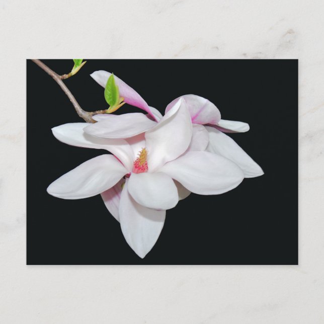 White Magnolia Postkarte (Vorderseite)