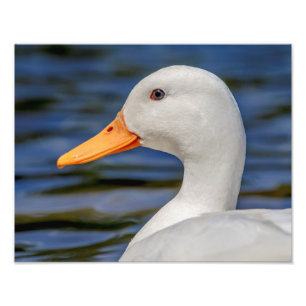 White Mallard Duck Fotodruck