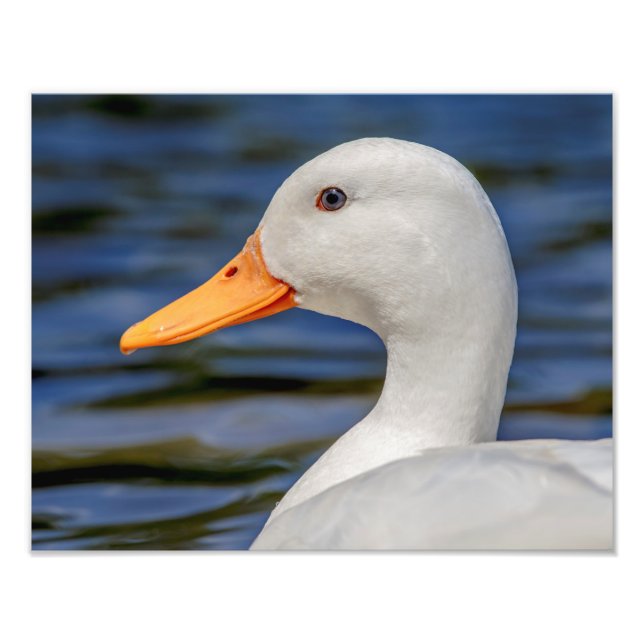 White Mallard Duck Fotodruck (Vorne)