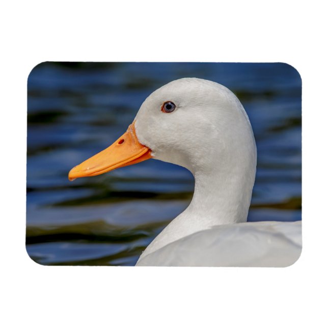 White Mallard Duck Magnet (Horizontal)