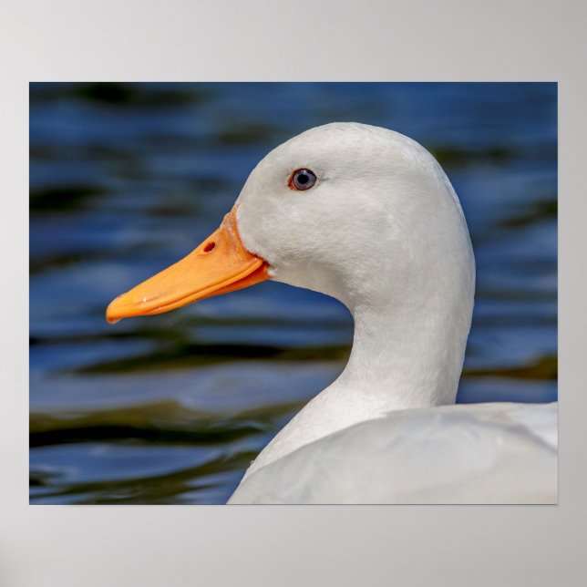 White Mallard Duck Poster (Vorne)
