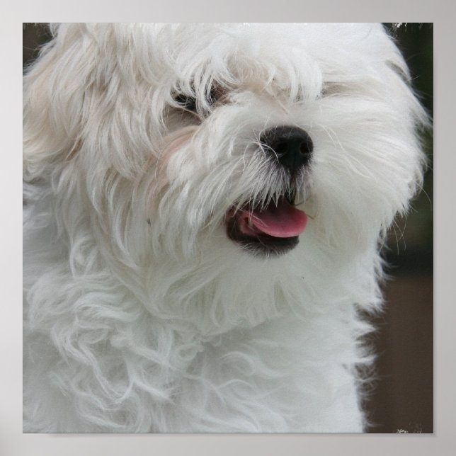 White Maltese Puppy Poster Print (Vorne)