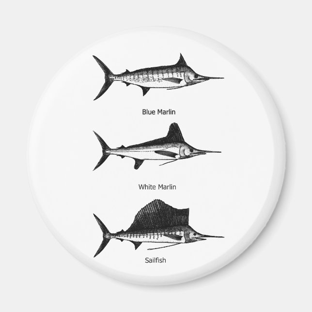 White Marlin - Blue Marlin - Sailfish-Logo Magnet (Vorne)