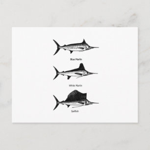 White Marlin - Blue Marlin - Sailfish-Logo Postkarte