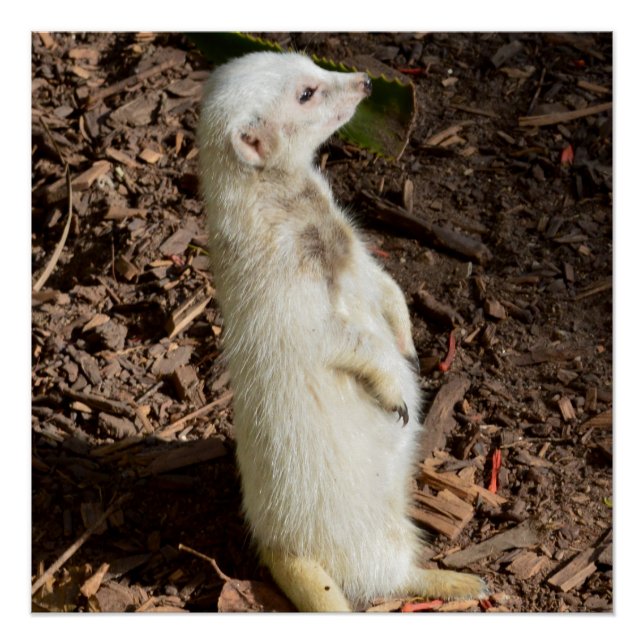 White Meerkat Stehend, Poster (Vorderseite)