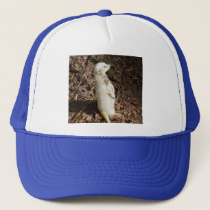 White Meerkat Stehend, Truckerkappe