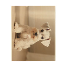 White Miniature Schnauzer 01