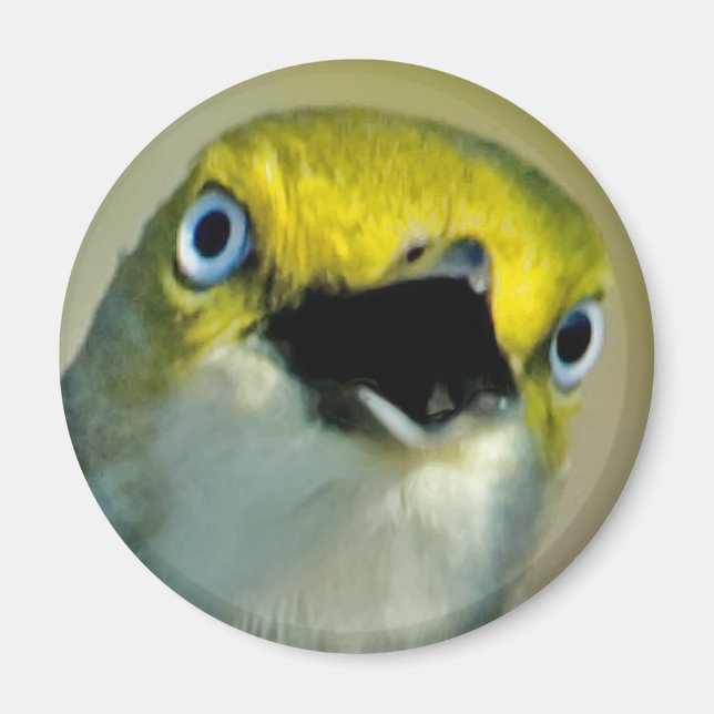 White-mit Augen Vireo Magnet (Vorne)