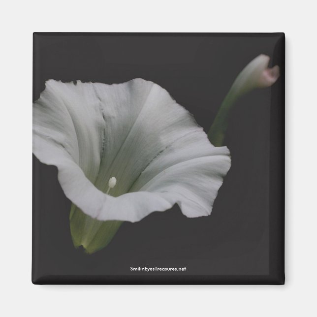 White Morning Glory Blume Foto Magnet (Vorne)