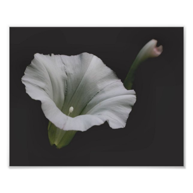 White Morning Glory Blume Nah 8x10 Fotodruck (Vorne)