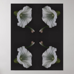 White Morning Glory Blume Nah Abstrakt Poster