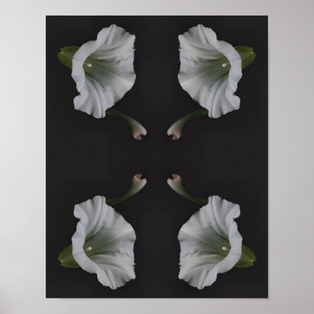White Morning Glory Blume Nah Abstrakt Poster (Vorne)