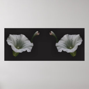 White Morning Glory Blumen Mirror Abstrakt Poster