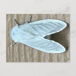 White Moth Bug Postkarte
