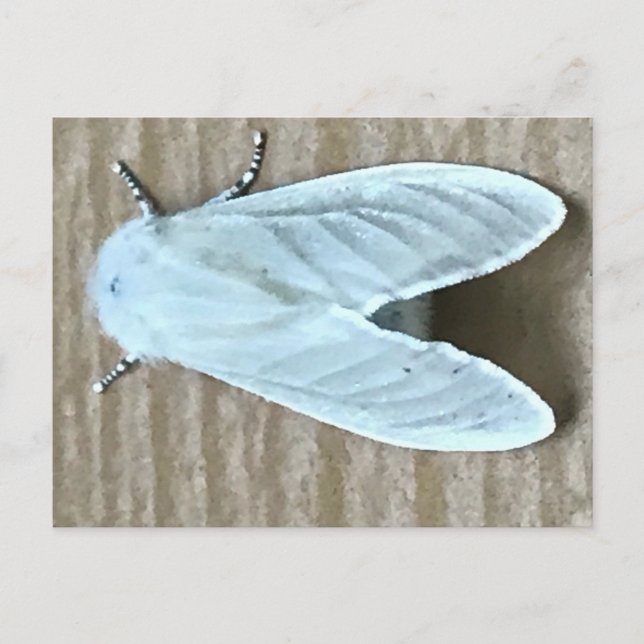 White Moth Bug Postkarte (Vorderseite)