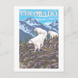 White Mountain Goat FamilyColorado Postkarte