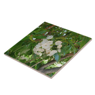 White Mountain Laurel Blätter am Sonntag Fliese